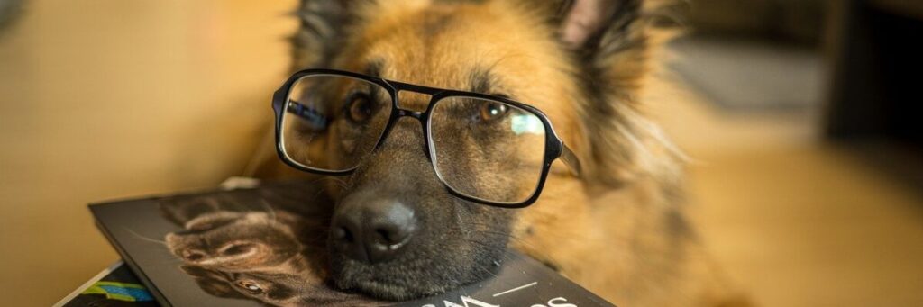 眼鏡をかけて本の山に顎をのせた大型犬